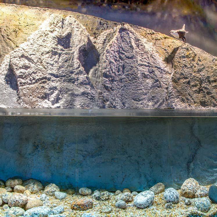 Ecomuseu Aquario Ecomuseu Aquario