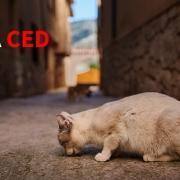 Programa Ced Artigo NotÍcias