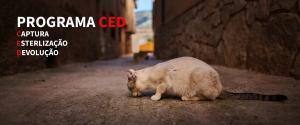 Página Ced