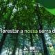 Reflorestar Noticia