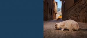 Programa Ced New Slider