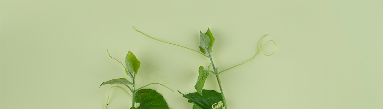 Um Concelho Composto Header Mobile