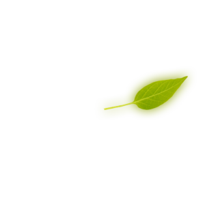Leaf 2