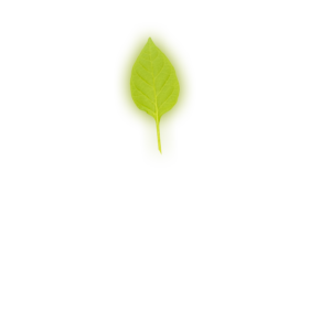 Leaf 4