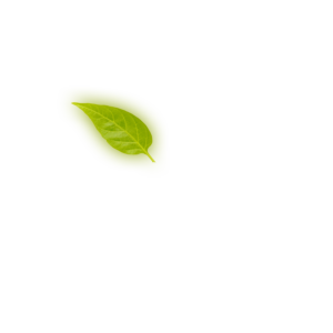 Leaf 5