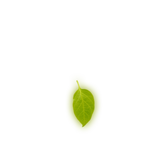 Leaf 6