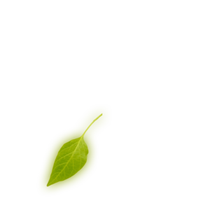 Leaf 7