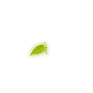 Leaf 8