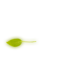 Leaf 9
